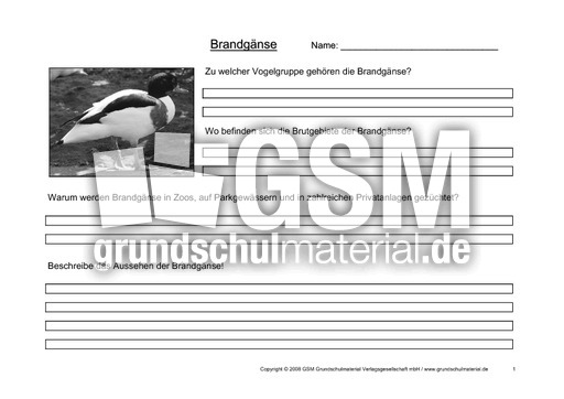 Arbeitsblatt-Brandgänse-1.pdf